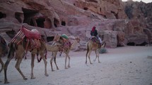 Camels Rest In Front Of The Treasury Or Al-Khazneh, Petra, Jordan
