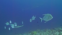 School of jackfish found scuba diving in the South of the Maldivian Archipelago