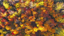 fall foliage in Algonquin Provincial Park