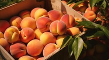Close-up realistic photo featuring a box overflowing with ripe peaches Generative AI