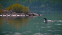 Loon Bird Swimming In Pristine Lake Quetico In The Boundary Waters Bwca Wilderness 4K Nature