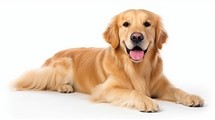 Realistic photo of a Golden Retriever on a white background, friendly expression, soft fur, natural pose Generative AI