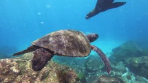 Underwater Adventure: Sea Turtle, Sea Lion, and Beautiful Wildlife in the Ocean