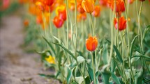 Holland Tulips Flowers Festival Springtime Authentic Traditional Dutch Culture Pure Michigan 4K
