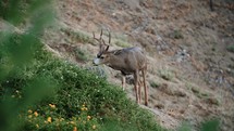 Mule Deer Buck Adult Walking Trophy Large Antlers Prime Rutting Morning Fall