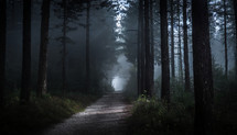 Path in Dark Forest 