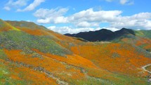 Aerial California Poppies Super Bloom Flowers Mountians Springtime Beauty Color Hills