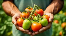 close-up of a man's hands holding a bunch of tomatos, harvesting in a greenhouse Generative AI