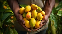 close-up of a man's hands holding a bunch of mangoes, harvesting in the garden Generative AI