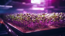 Generative AI A photo series showcasing the lifecycle of microgreens from seed to harvest on a specialized farm.