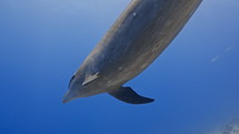 Dolphins in the Blue in the Atoll of Rangiroa in the French Polynesia