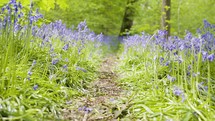 Bright Bluebell Flowers Cover A Peaceful Forest Floor In Soft Spring Time Sunshine