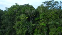 Aerial shot drone flying toward tufted capuchin monkey jumping around trees in Amazon rainforest