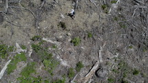 Hiker explores left over logging trees in old growth forest - lumber industry - aerial view