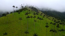 Aerial shot drone half circle around palm trees covered in clouds on hilltop in Cocora Valley.
