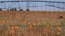 Pumpkins growing in field in Curry County Central New Mexico