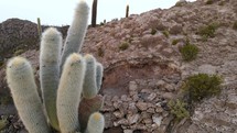 Aerial shot drone flies around large cactus on island in middle of large white salt flat as couple walks off the island