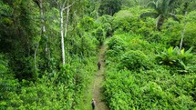 Aerial shot drone hovering over lush green hiking trail with hikers passing below in middle of Amazon rainforest
