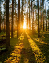 Dramatic bright sunlight shining through woods and very tall pine trees at sunset.