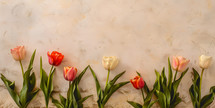 Tulips boarder on light background image