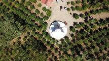 Aerial shot drone flies straight up with camera pointing down over white buddha statue in middle of a coffee plantation