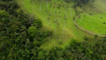 Aerial shot drone lowers as camera pans up on bright green hill covered in palm trees in Cocora Valley
