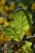 oak leaf shining in the sunlight. 