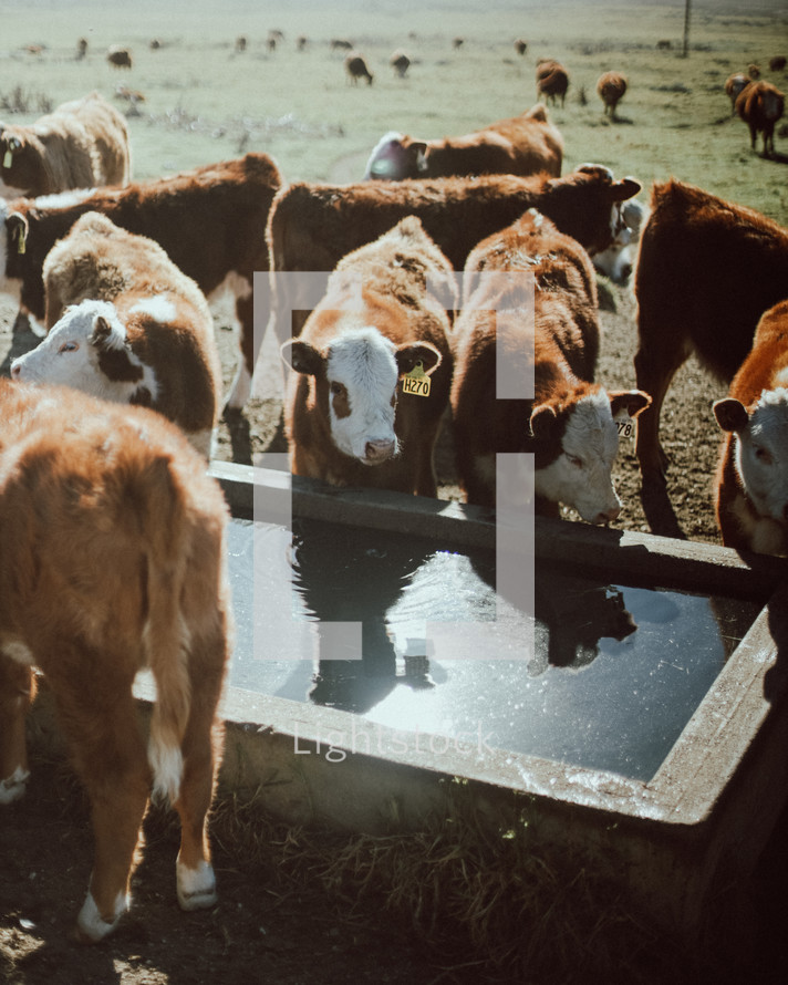 cows at a trough 