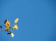 A yellow leaf against a blue sky.