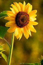 yellow sunflower 