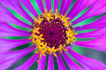 purple flower with yellow center 