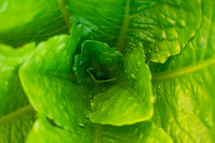 green lettuce 