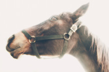 a horse in reins 