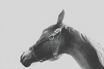 a horse in reins 