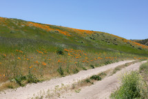 orange wildflowers and dirt road 