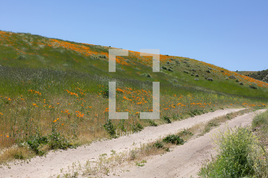 orange wildflowers and dirt road 