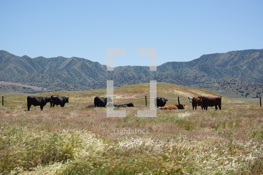 cattle in a field 