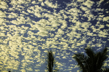 scattered clouds in a blue sky and palm trees 
