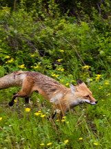 fox running through a meadow 