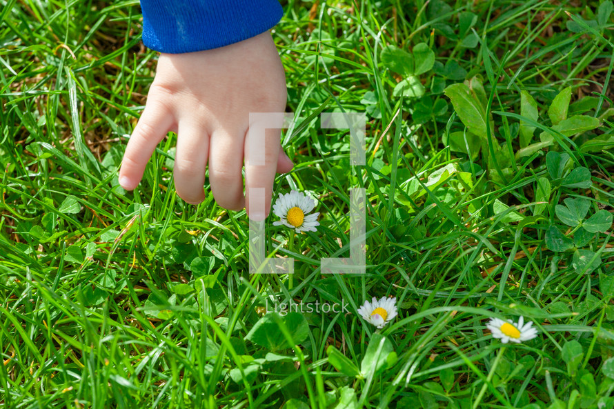 Close-up of a young child's hand reaching for a daisy among lush green grass
