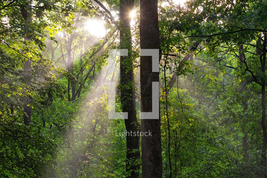 Morning sun streaming through trees, Piedmont of North Carolina.