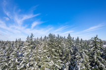snow over a pine forest 