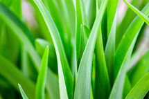 green grasses closeup 