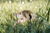 panting dog in a field of dandelions 