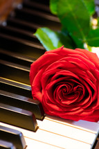 red rose on a piano 
