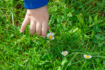 Close-up of a young child's hand reaching for a daisy among lush green grass
