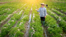 farmer in potato fields 