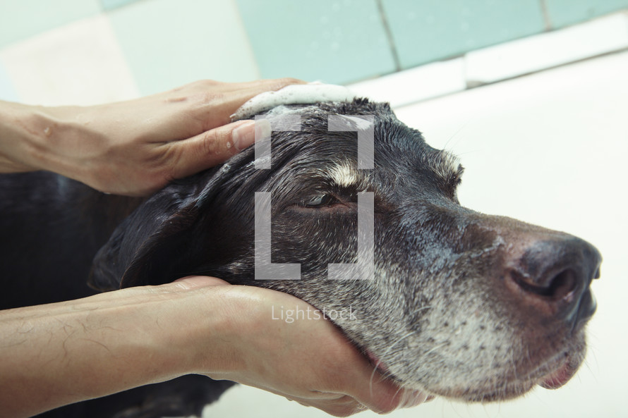 bathing a dog 