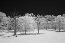 winter trees covering in snow 