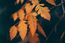 Yellow autumn leaves, Green and yellow leaves, Autumn maple leaves, autumn landscape